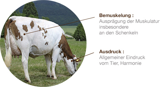 montbeliarde schema