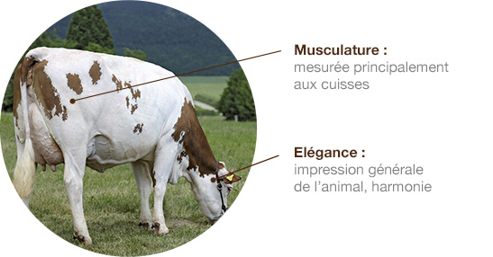 montbeliarde schema