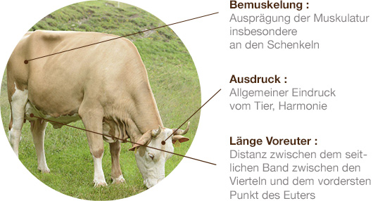 simmental schema