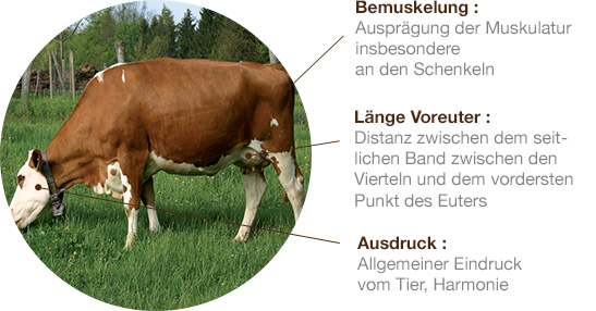 swiss-fleckvieh, shcema