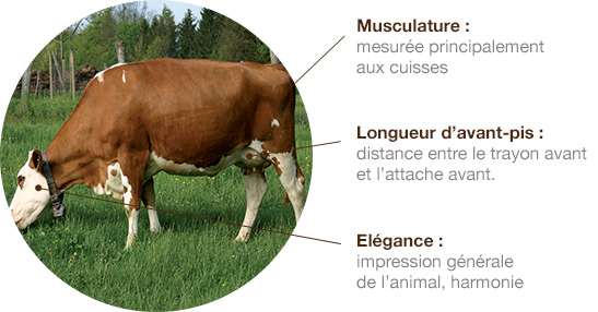 swiss-fleckvieh schema